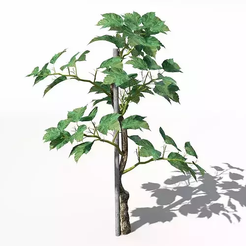 XfrogPlants Grape Vine 3D model 3