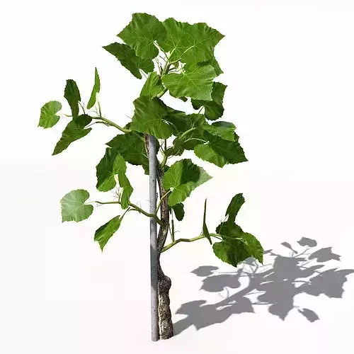 XfrogPlants Grape Vine 3D model 2