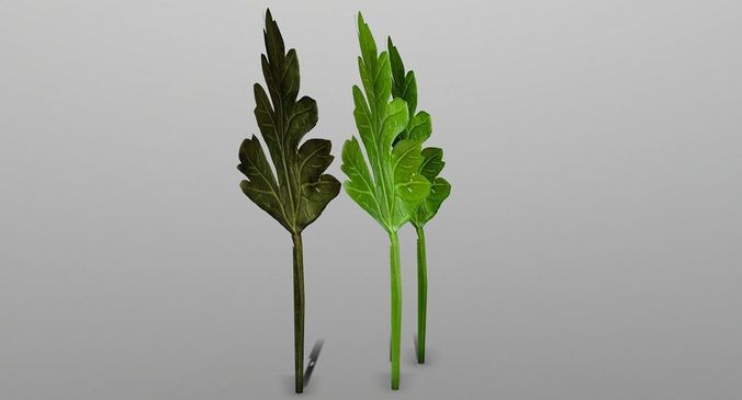 Parsley three leaves Low-poly 3D model