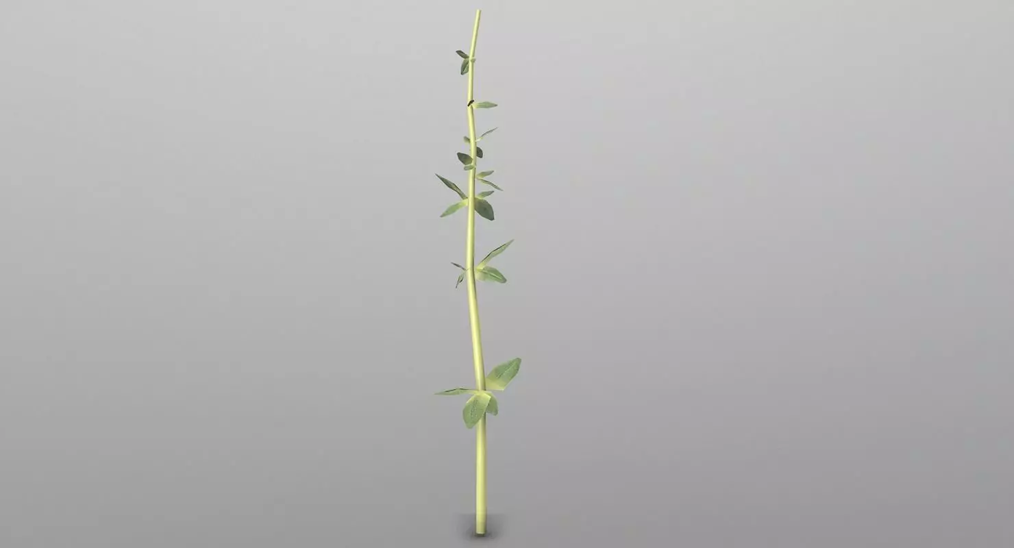 Thyme plant Low-poly 3D model