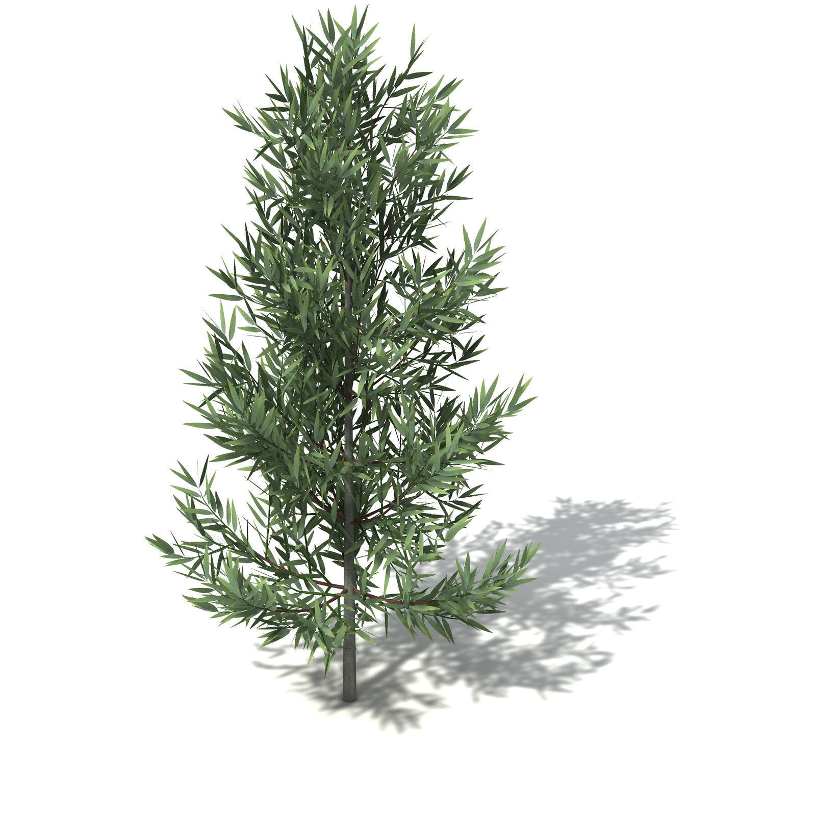 XfrogPlants White Kauri 3D model_4
