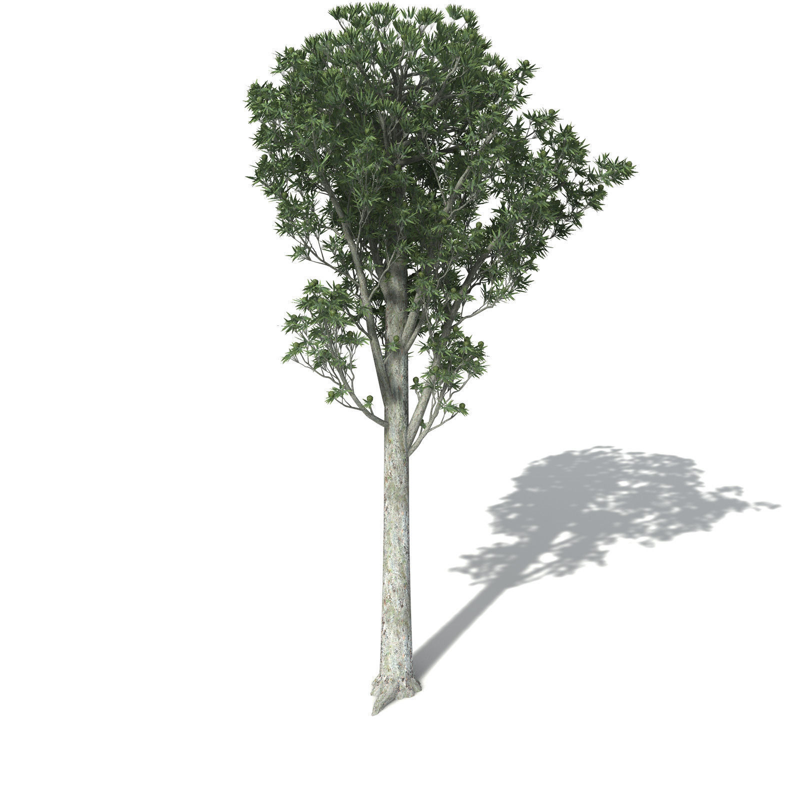 XfrogPlants White Kauri 3D model_6