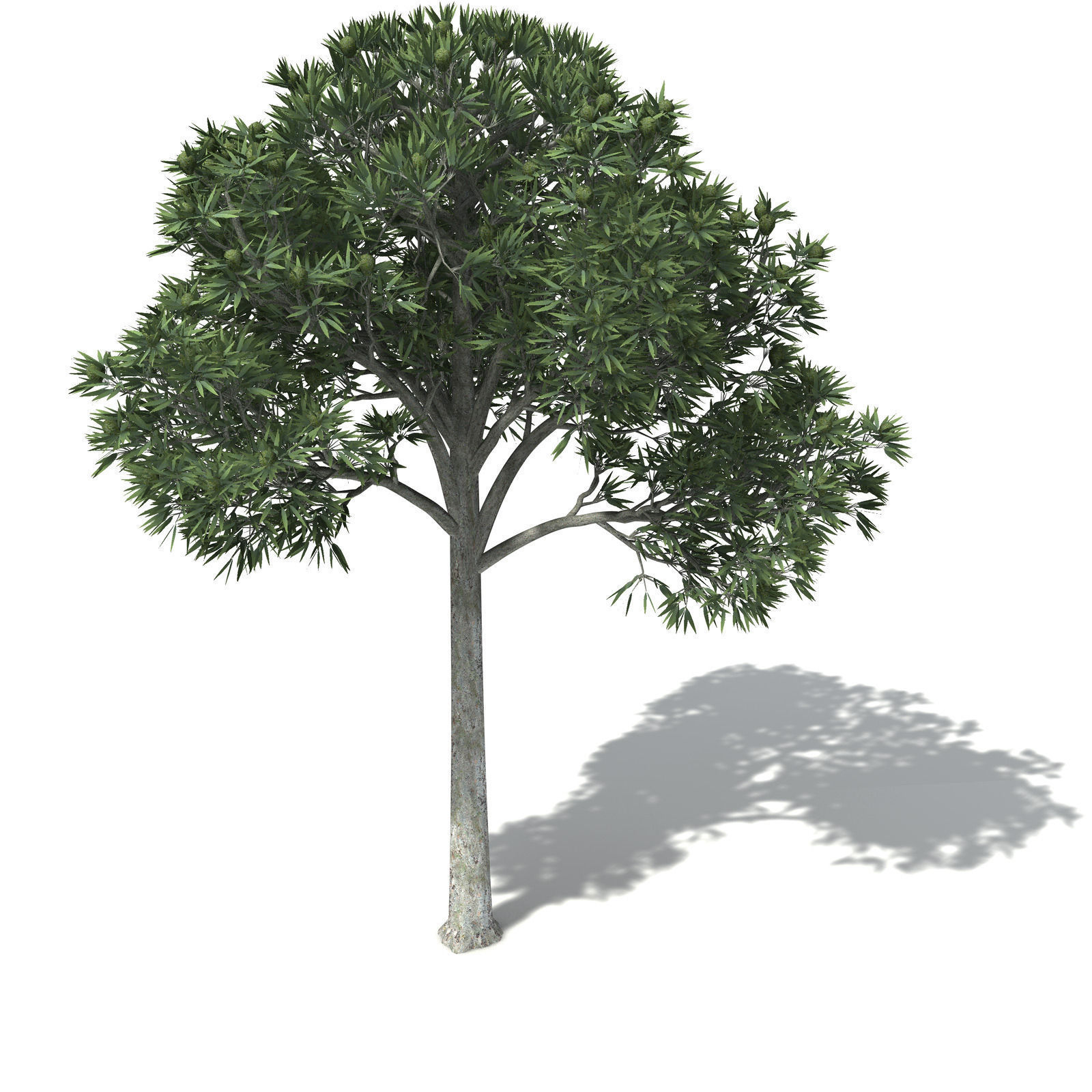 XfrogPlants White Kauri 3D model_7