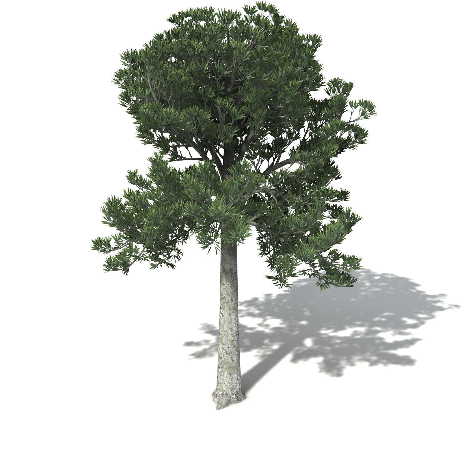 XfrogPlants White Kauri 3D model_1