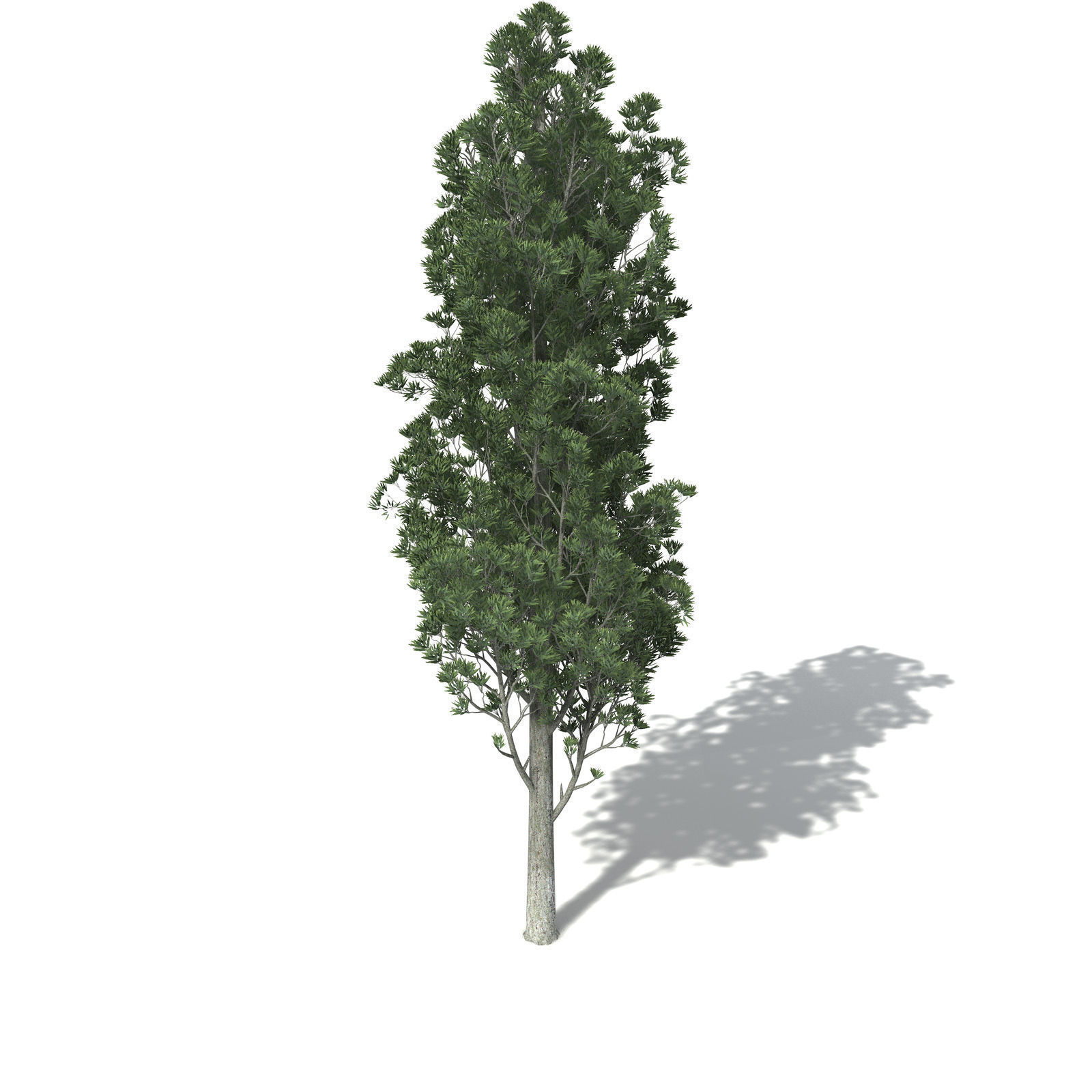XfrogPlants White Kauri 3D model_2
