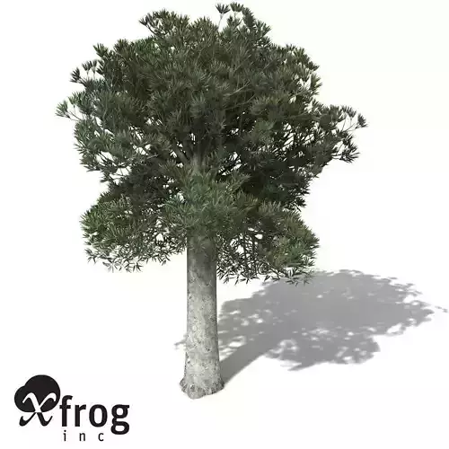 XfrogPlants White Kauri