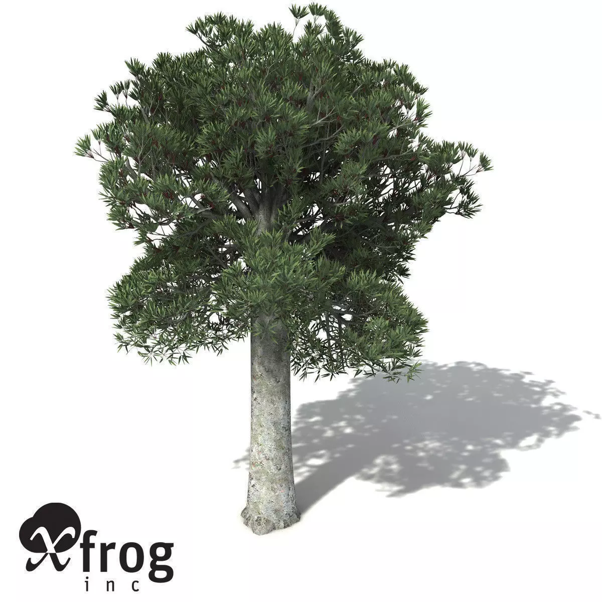 XfrogPlants White Kauri 3D model_0