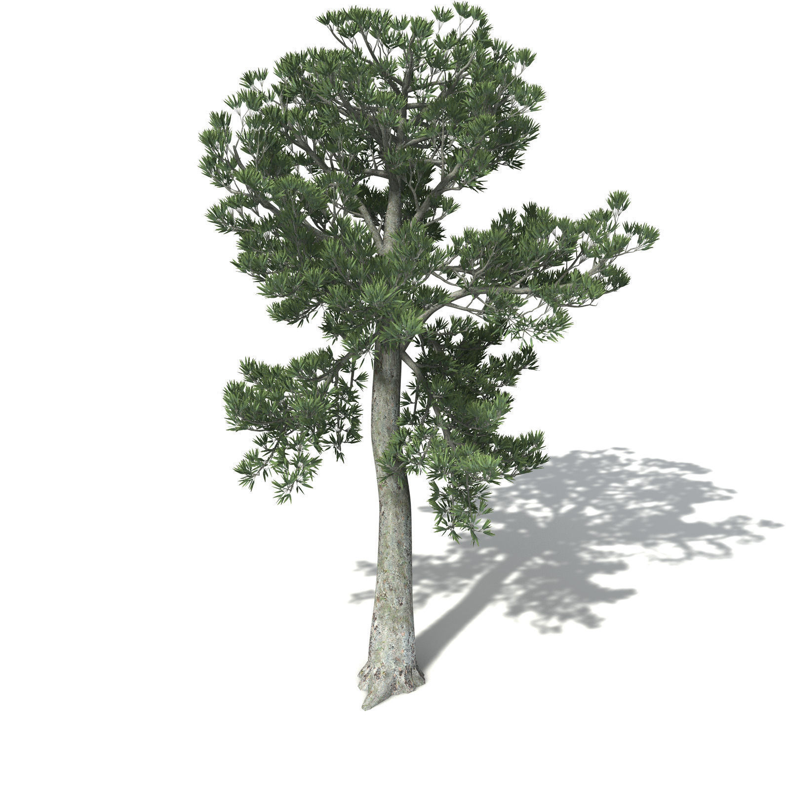 XfrogPlants White Kauri 3D model_3