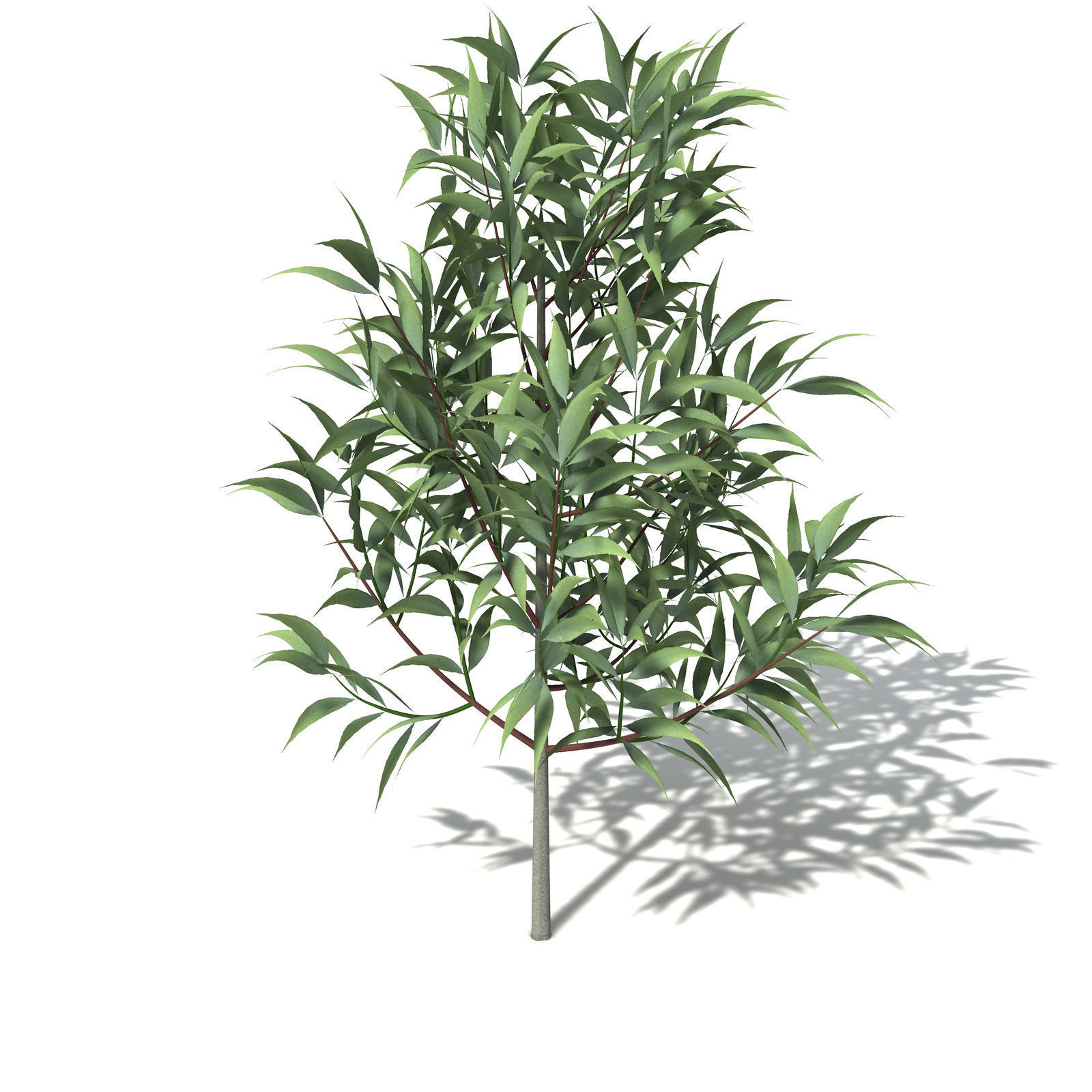 XfrogPlants White Kauri 3D model_8