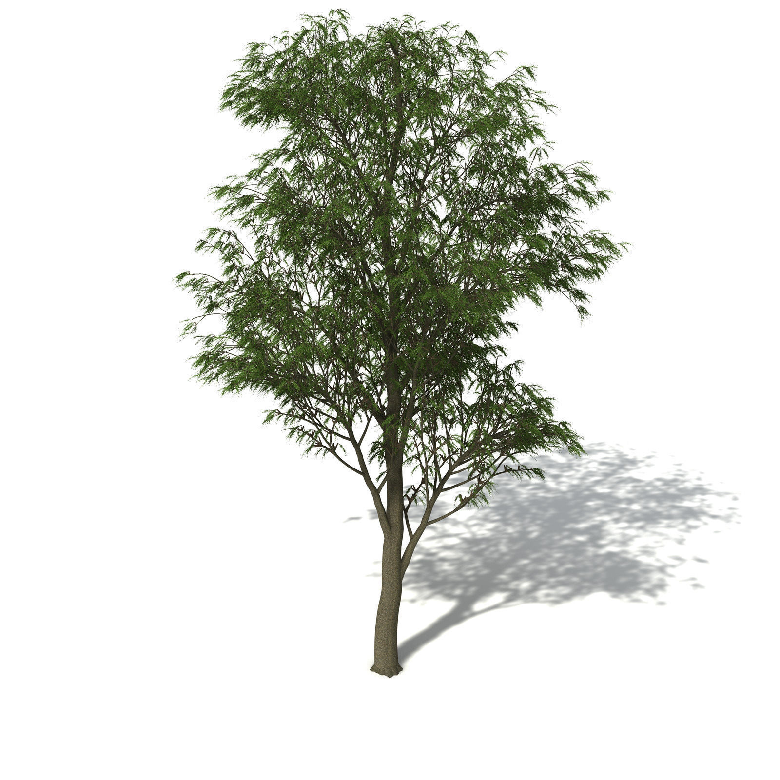 XfrogPlants Horsetail Casuarina 3D model_6