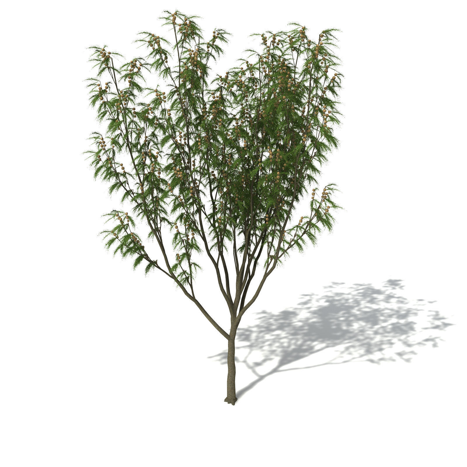 XfrogPlants Horsetail Casuarina 3D model_2