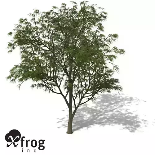 XfrogPlants Horsetail Casuarina 3D model