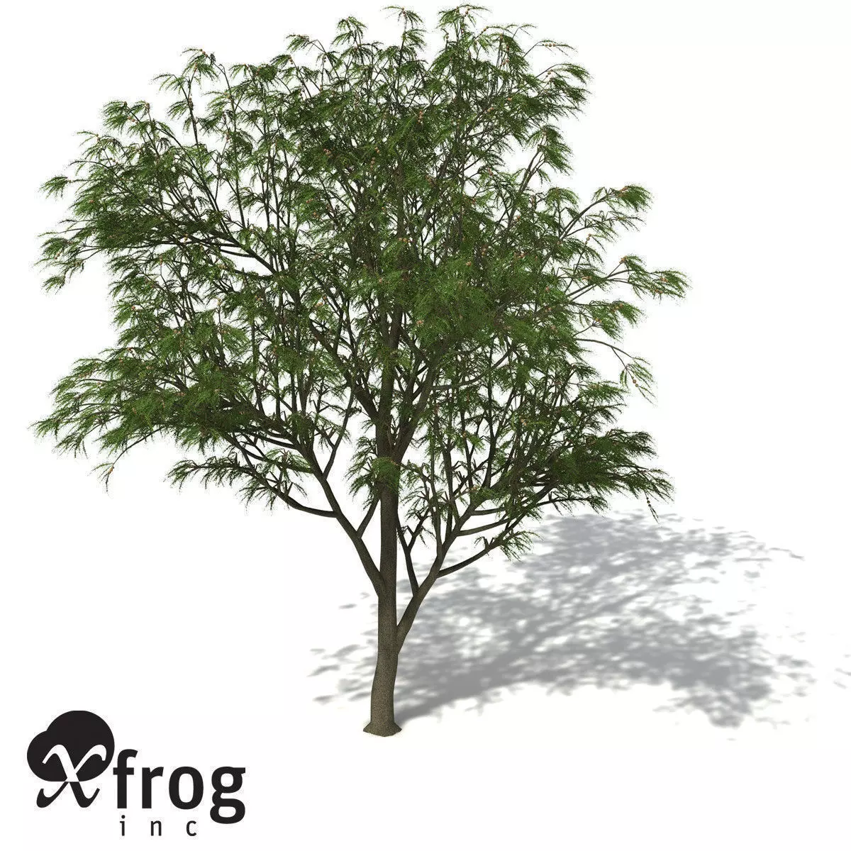 XfrogPlants Horsetail Casuarina 3D model_0