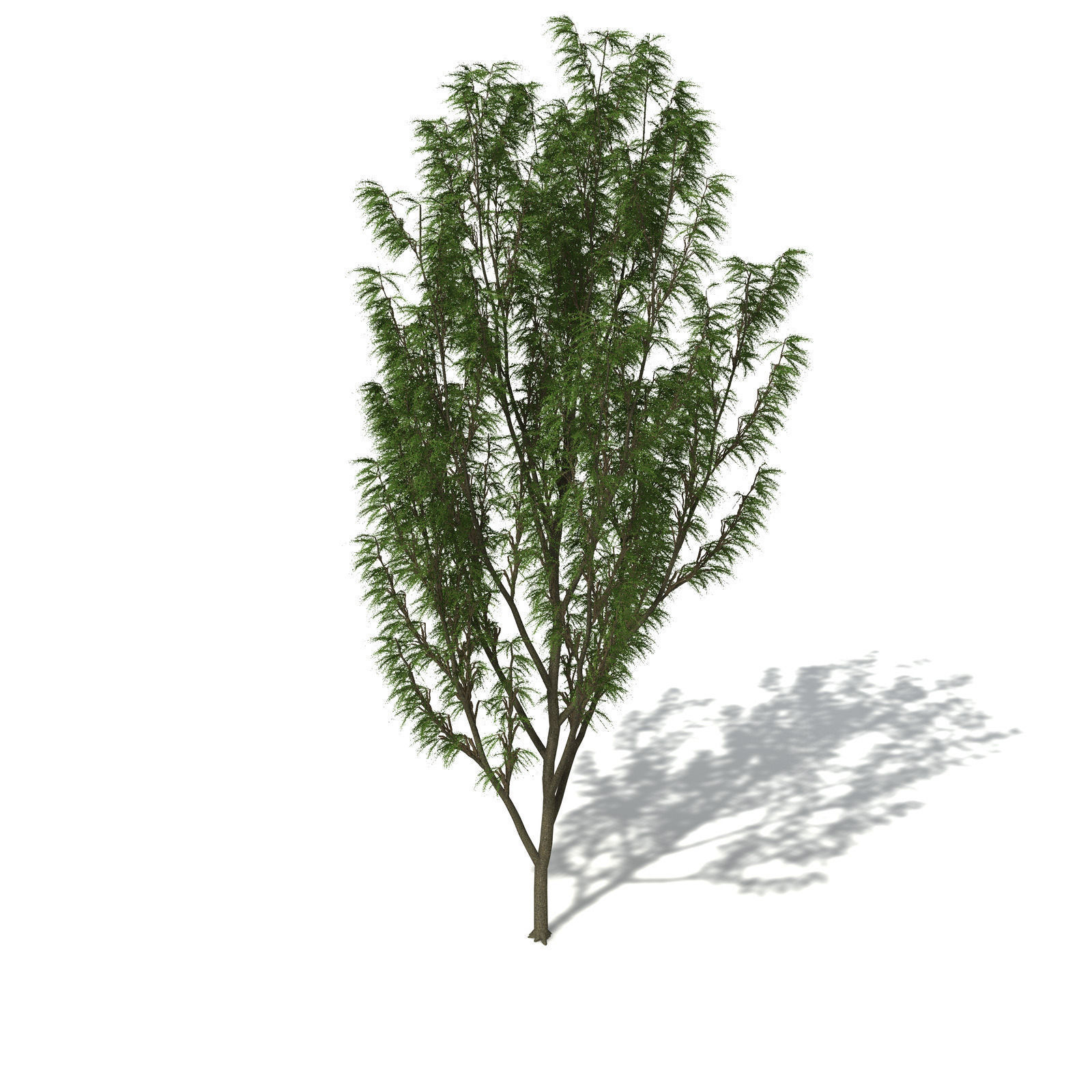 XfrogPlants Horsetail Casuarina 3D model_3