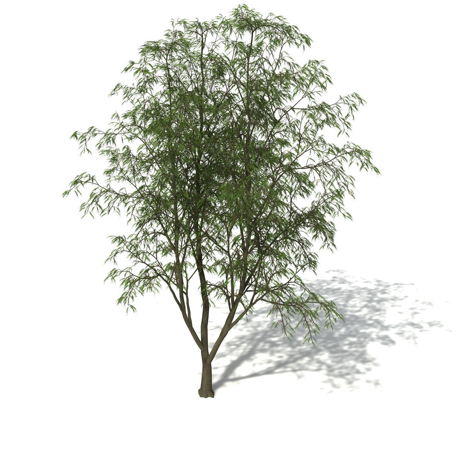 XfrogPlants Horsetail Casuarina 3D model_8