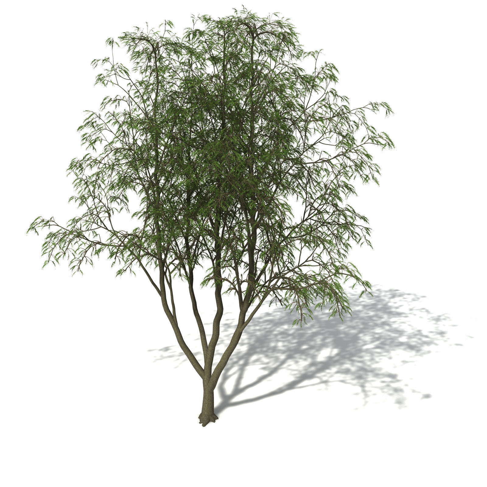 XfrogPlants Horsetail Casuarina 3D model_7