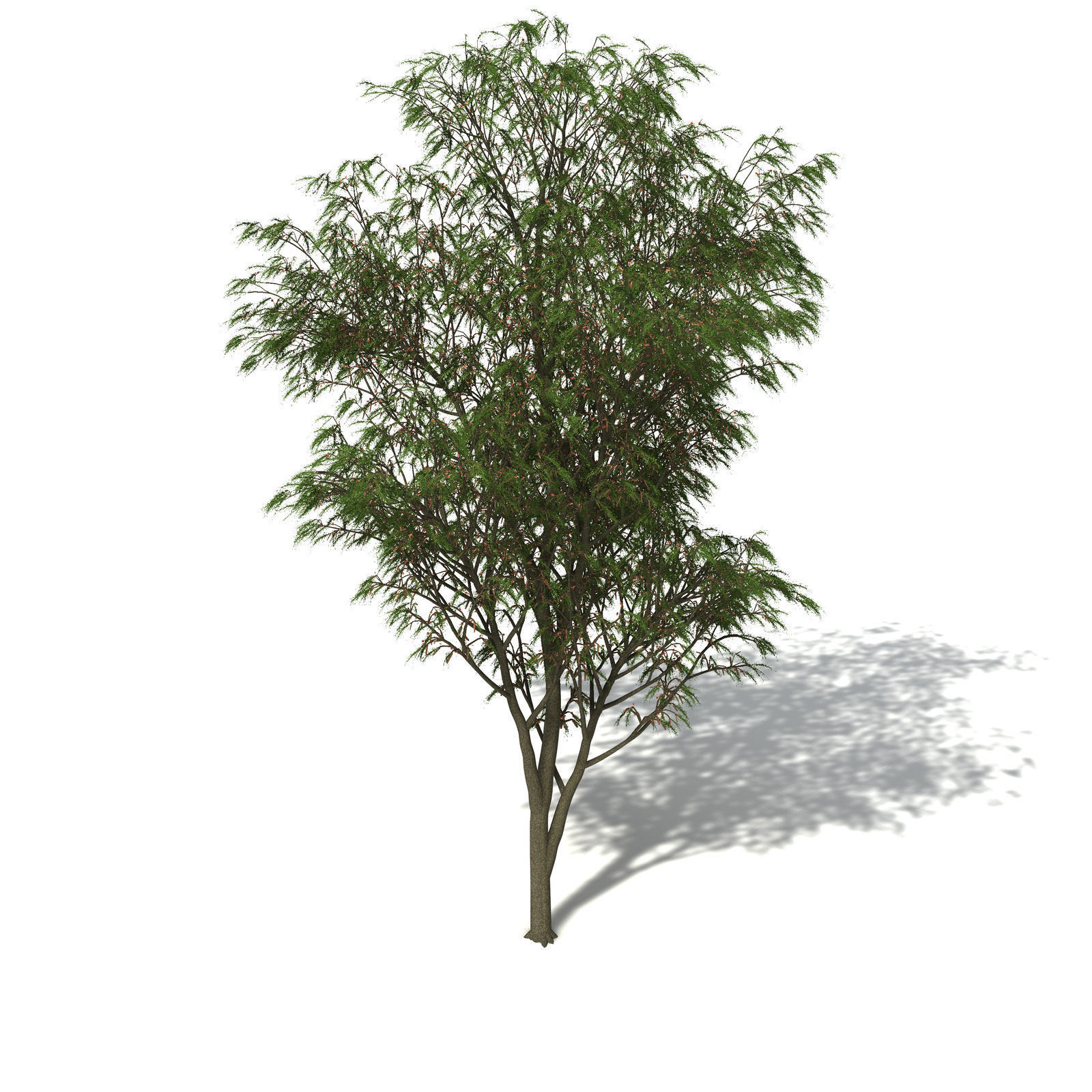 XfrogPlants Horsetail Casuarina 3D model_1