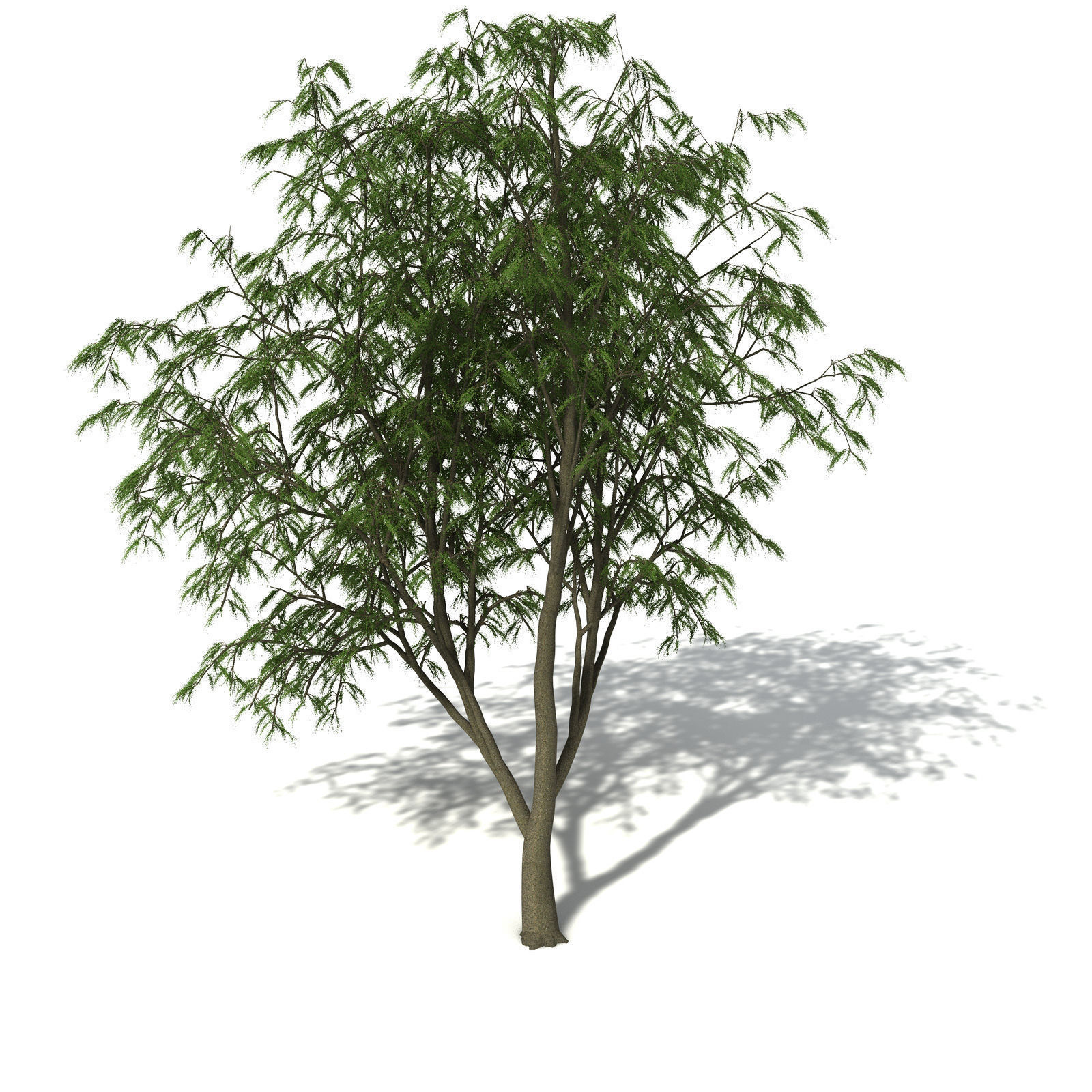 XfrogPlants Horsetail Casuarina 3D model_5
