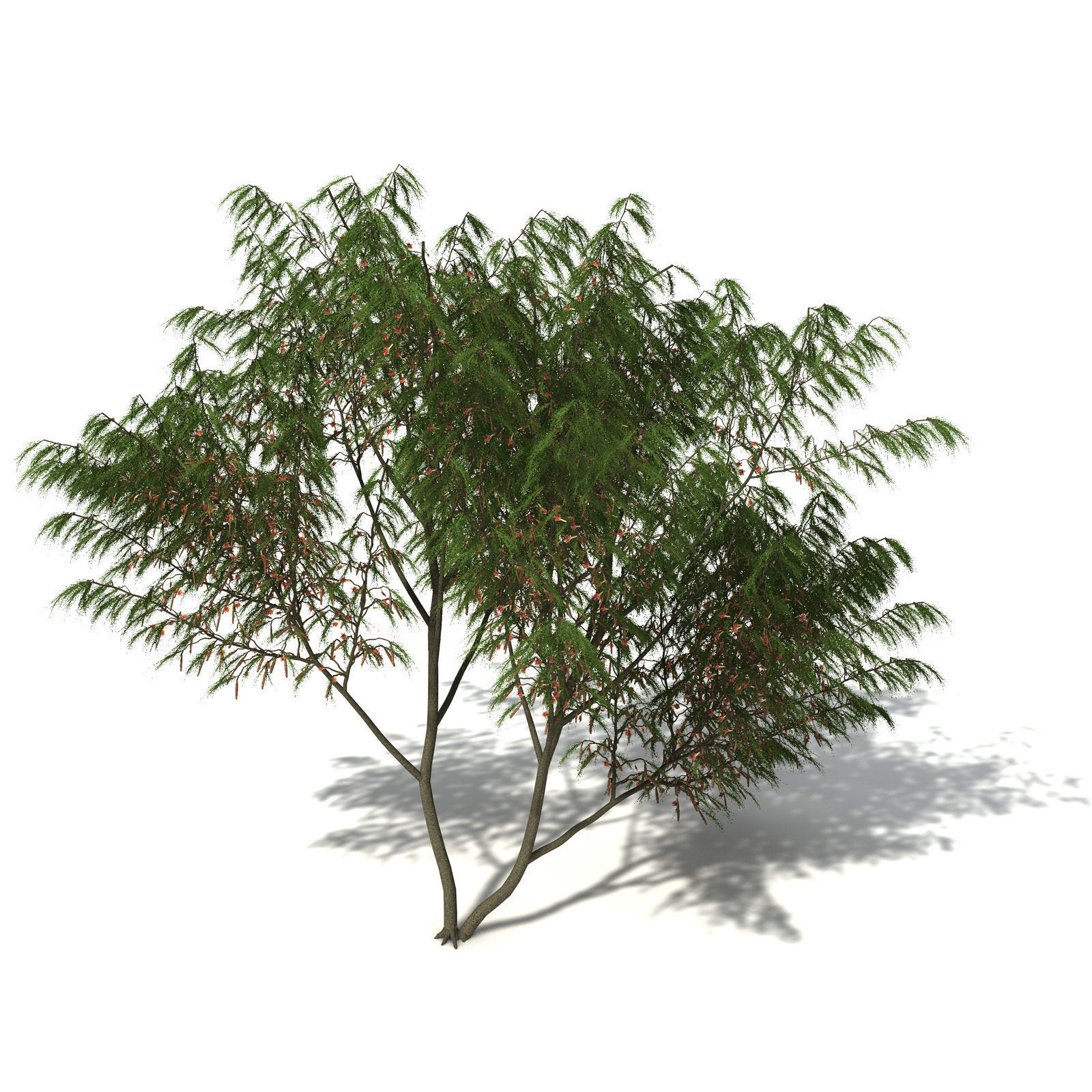 XfrogPlants Horsetail Casuarina 3D model_4
