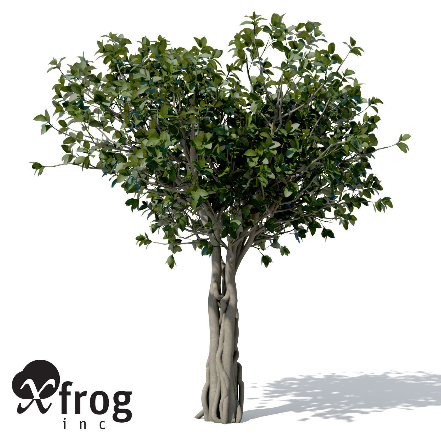 XfrogPlants Banyan