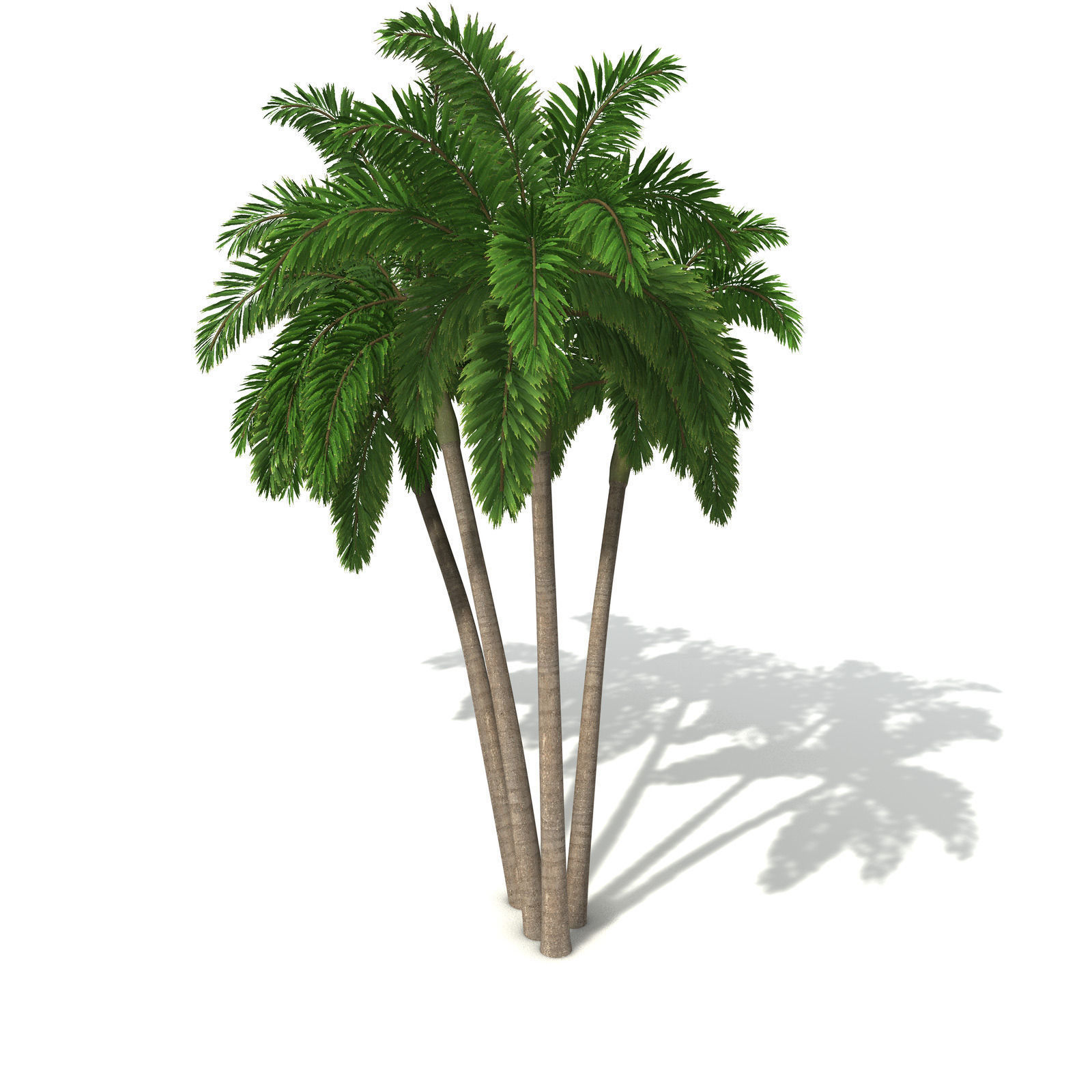 XfrogPlants Foxtail Palm 3D model_5