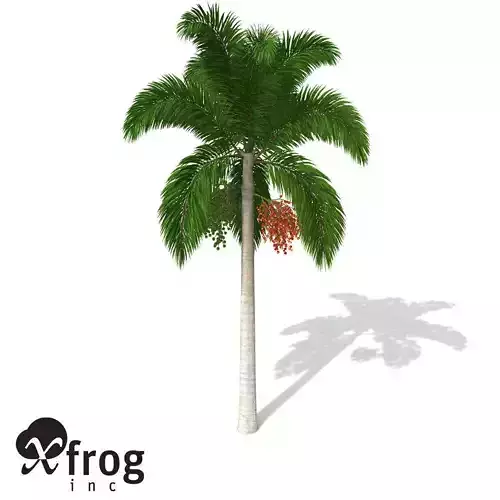 XfrogPlants Foxtail Palm