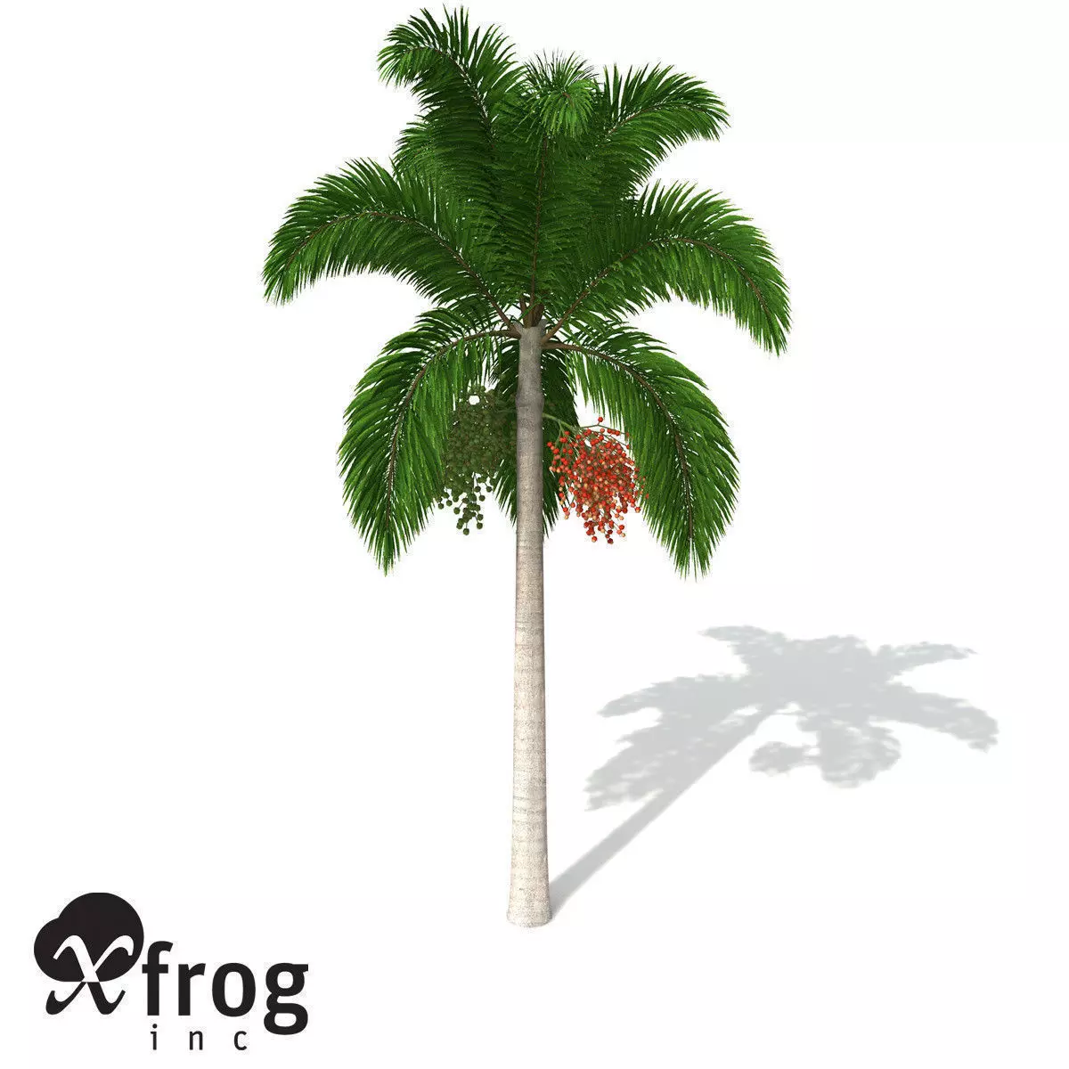 XfrogPlants Foxtail Palm 3D model_0