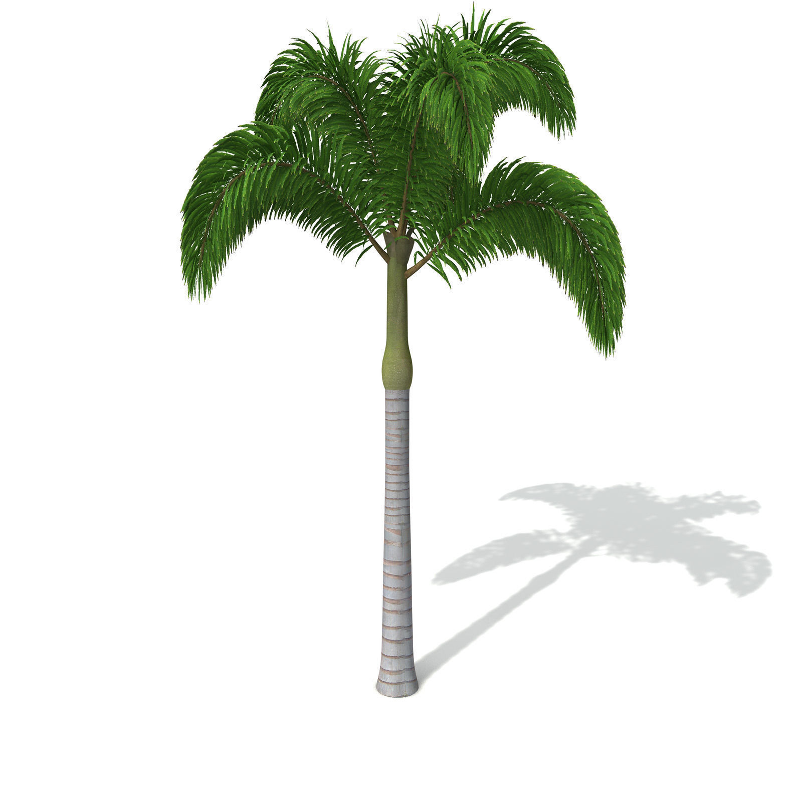 XfrogPlants Foxtail Palm 3D model_4