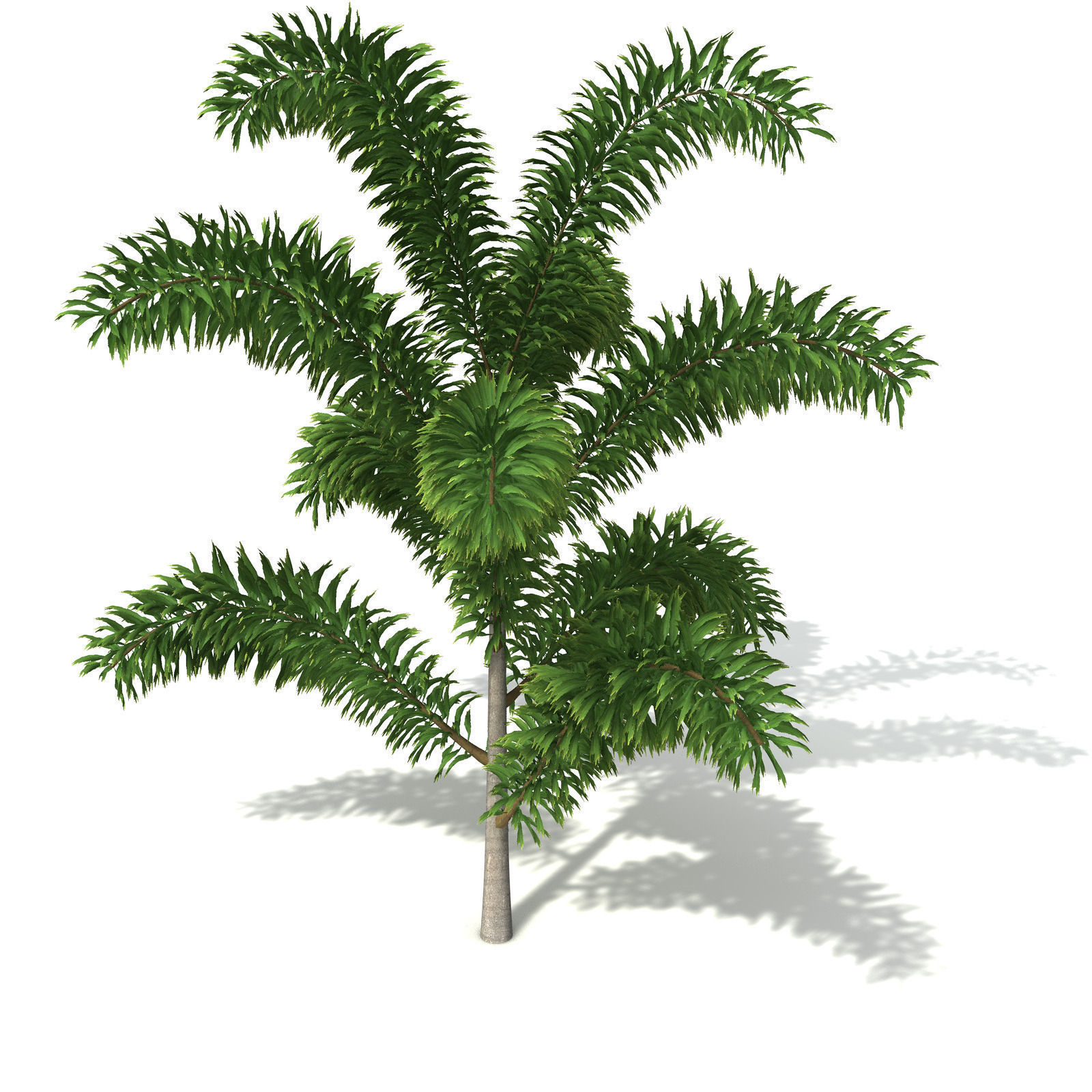 XfrogPlants Foxtail Palm 3D model_3