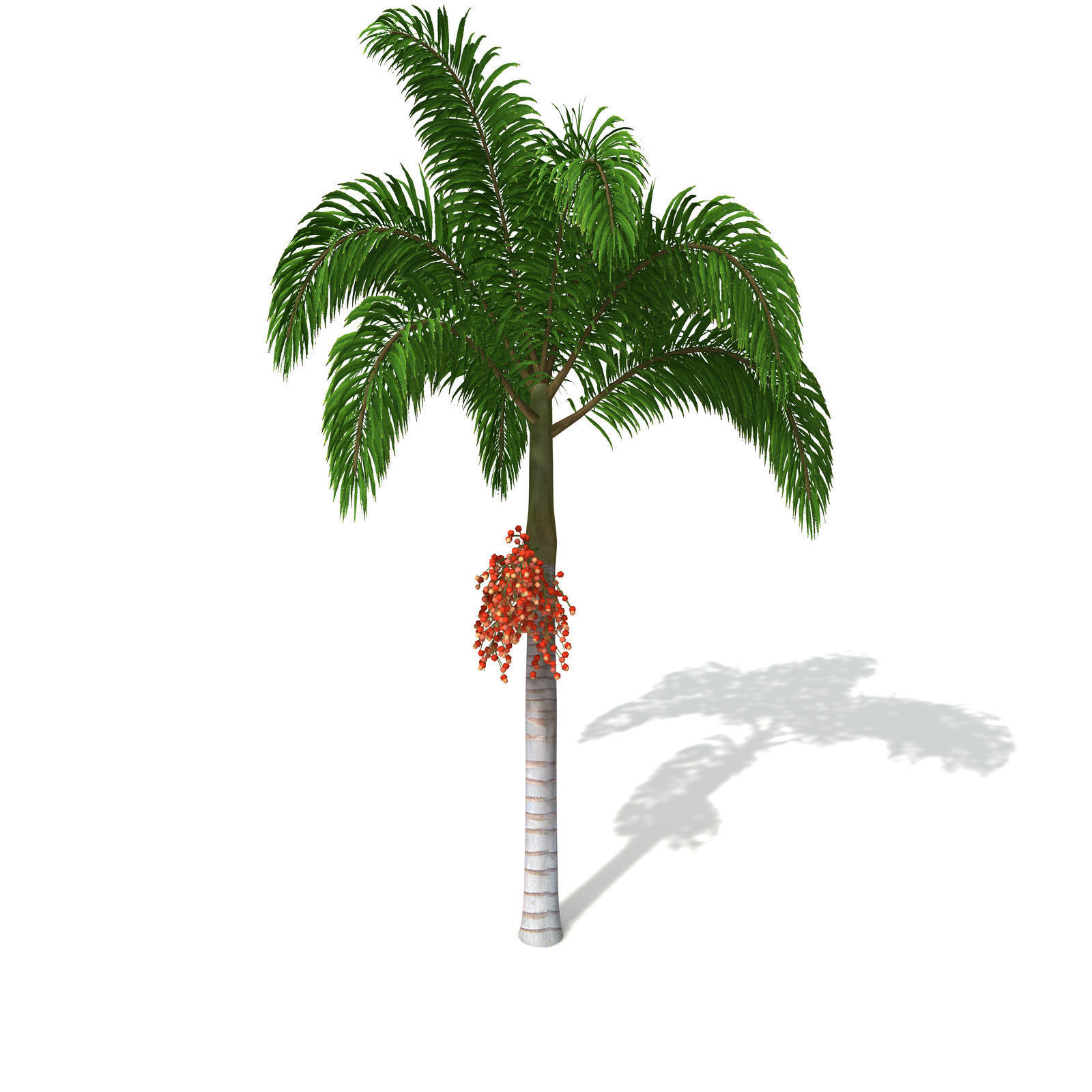 XfrogPlants Foxtail Palm 3D model_7