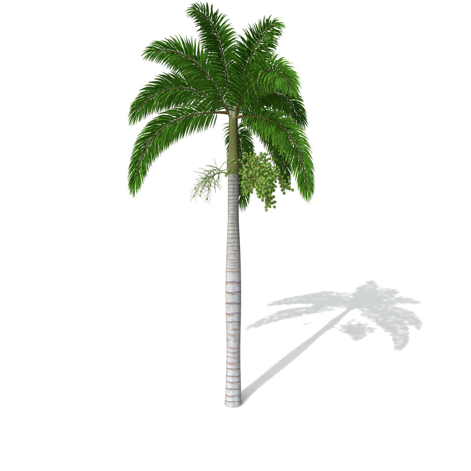 XfrogPlants Foxtail Palm 3D model_1