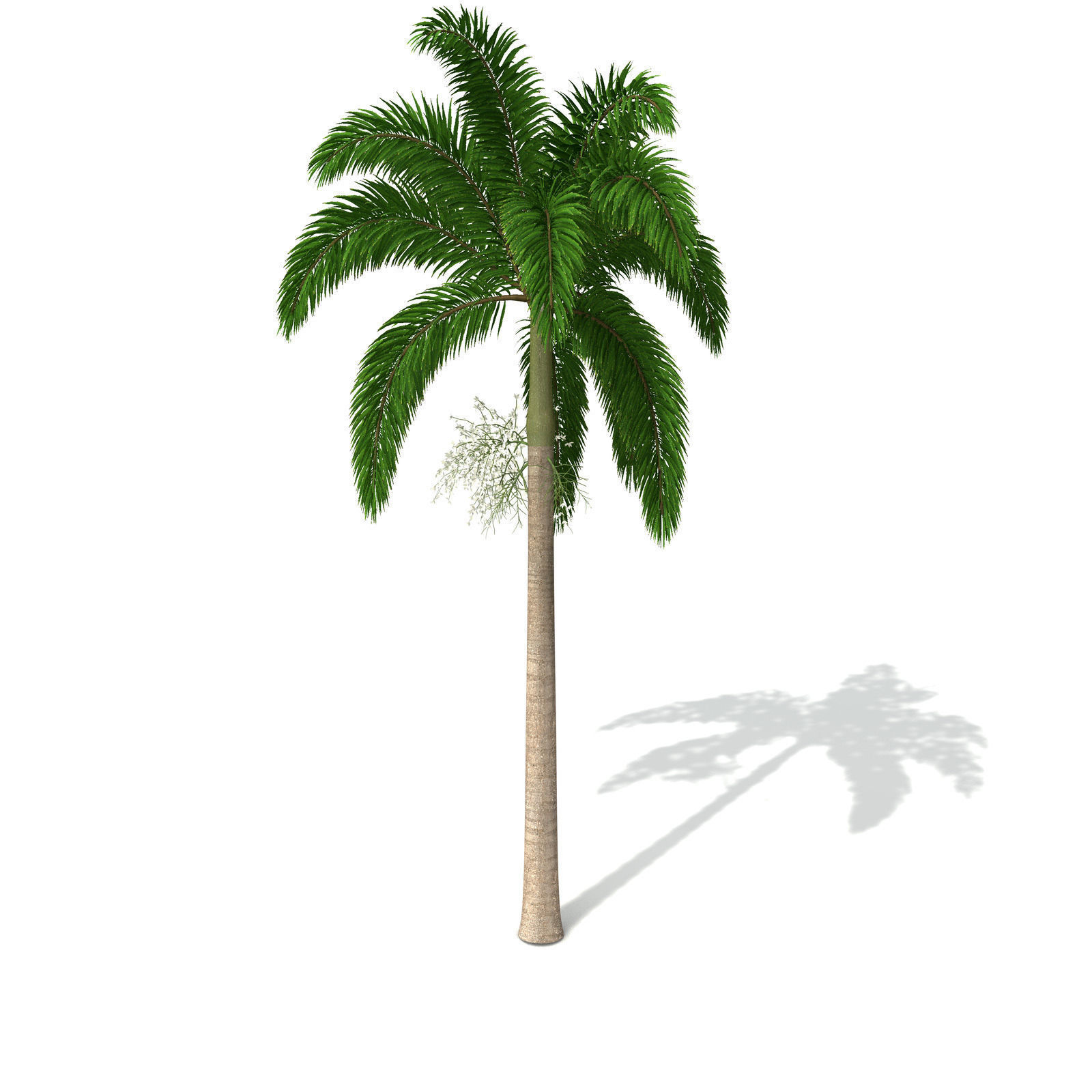 XfrogPlants Foxtail Palm 3D model_8