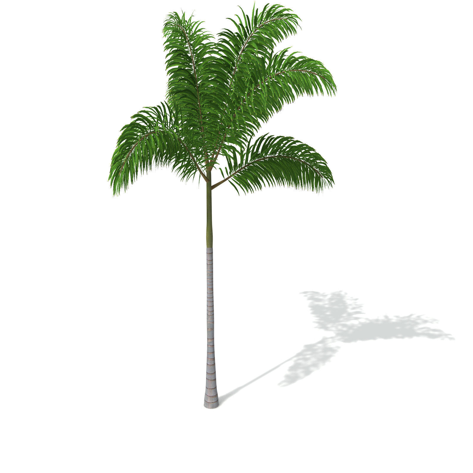 XfrogPlants Foxtail Palm 3D model_6