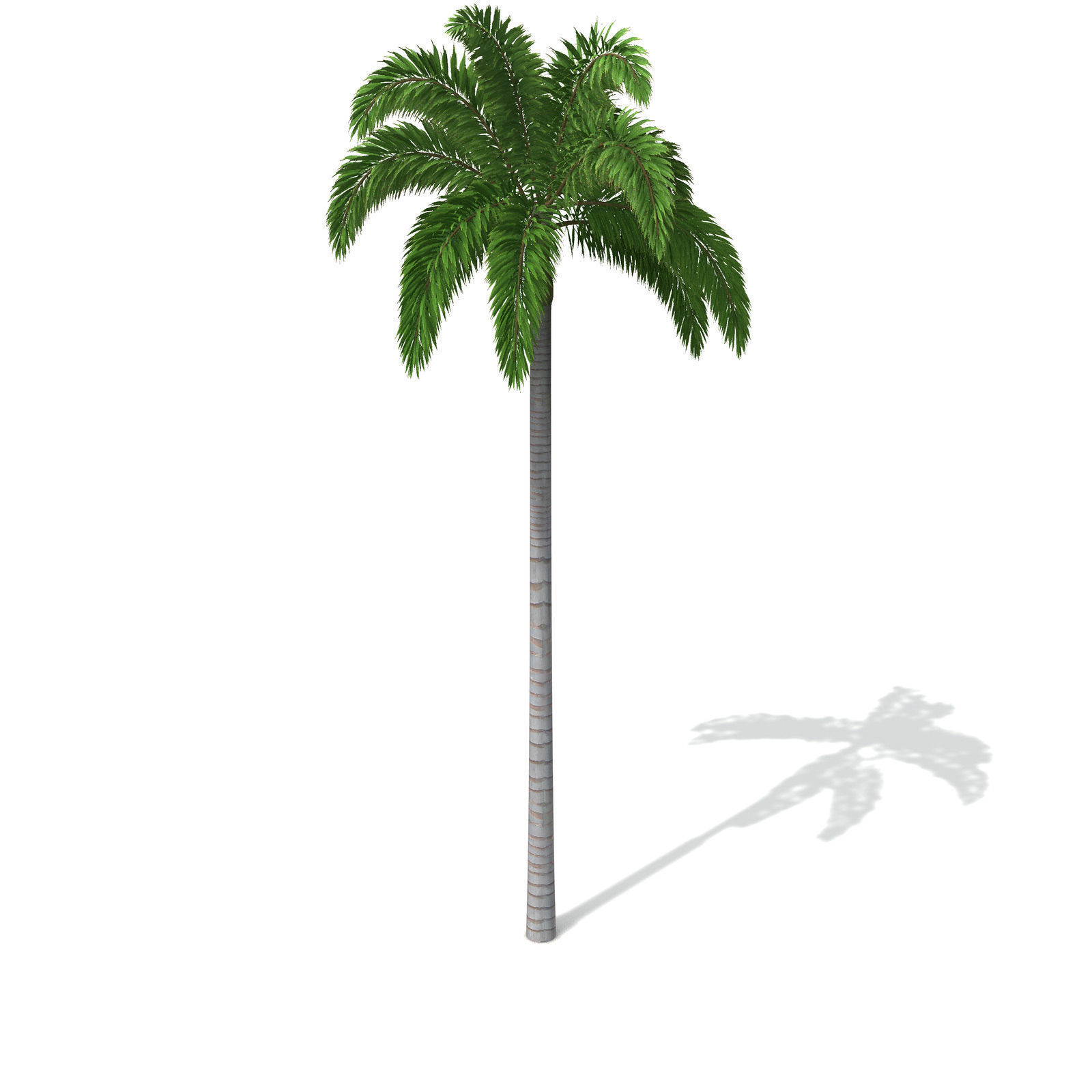 XfrogPlants Foxtail Palm 3D model_2
