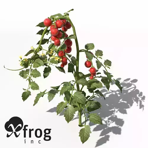 XfrogPlants Tomato 3D model