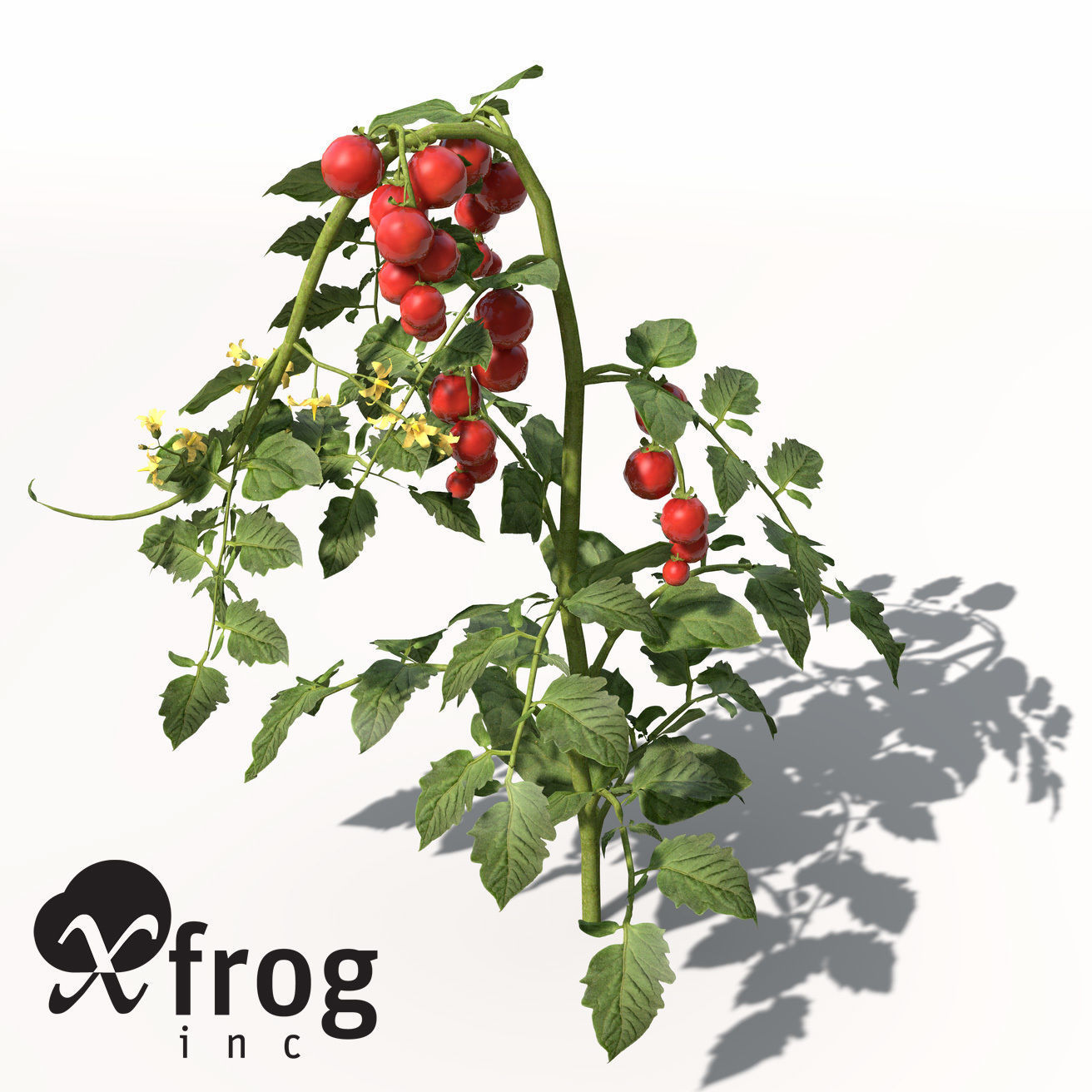 XfrogPlants Tomato