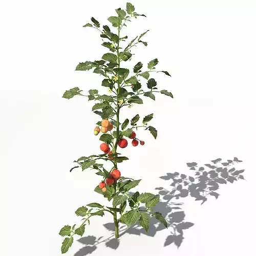 XfrogPlants Tomato 3D model 3