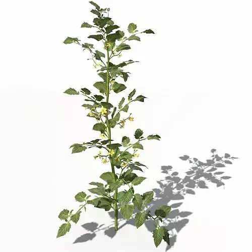 XfrogPlants Tomato 3D model 7