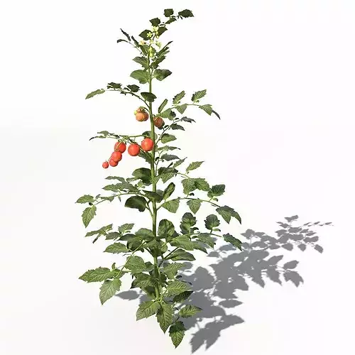 XfrogPlants Tomato 3D model 2