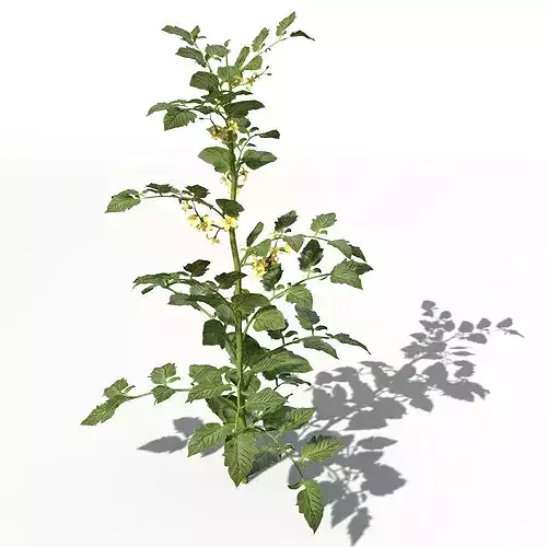 XfrogPlants Tomato 3D model 6