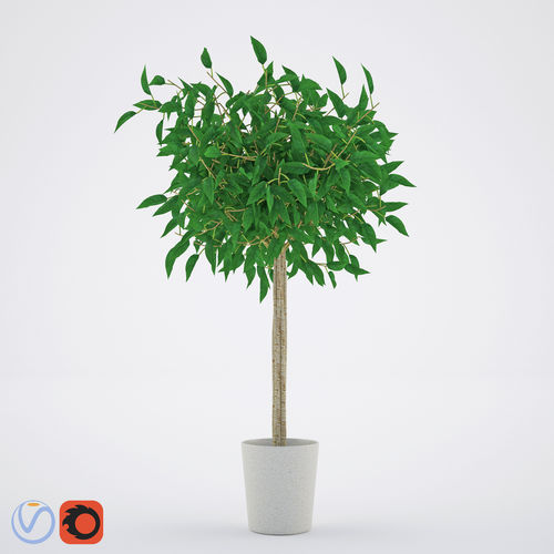 Ficus Benjamina 2 3D model
