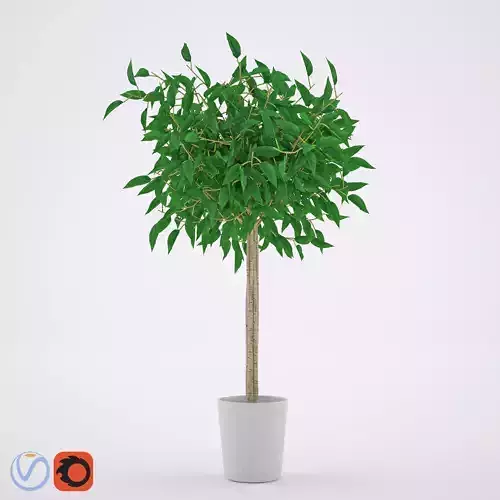 Ficus Benjamina 2