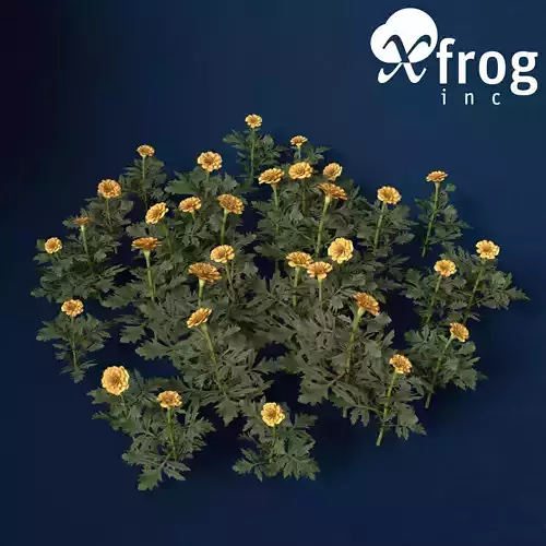 XfrogPlants Marigold