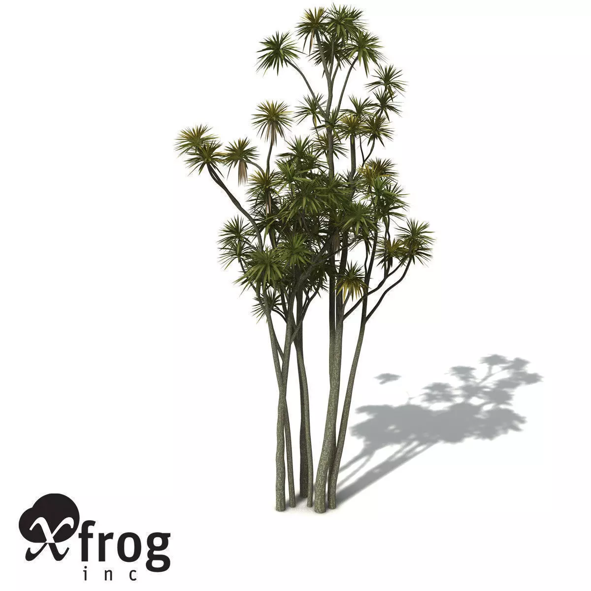 XfrogPlants New Zealand Cabbage Tree 3D model_0