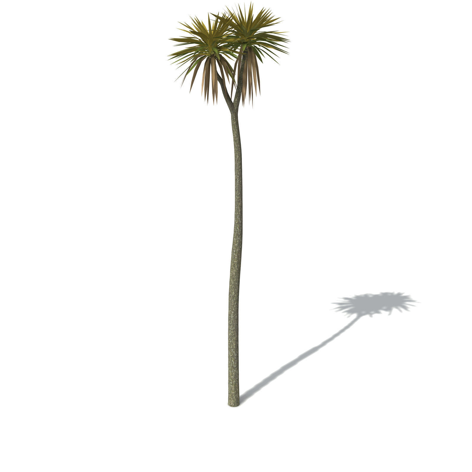 XfrogPlants New Zealand Cabbage Tree 3D model_4
