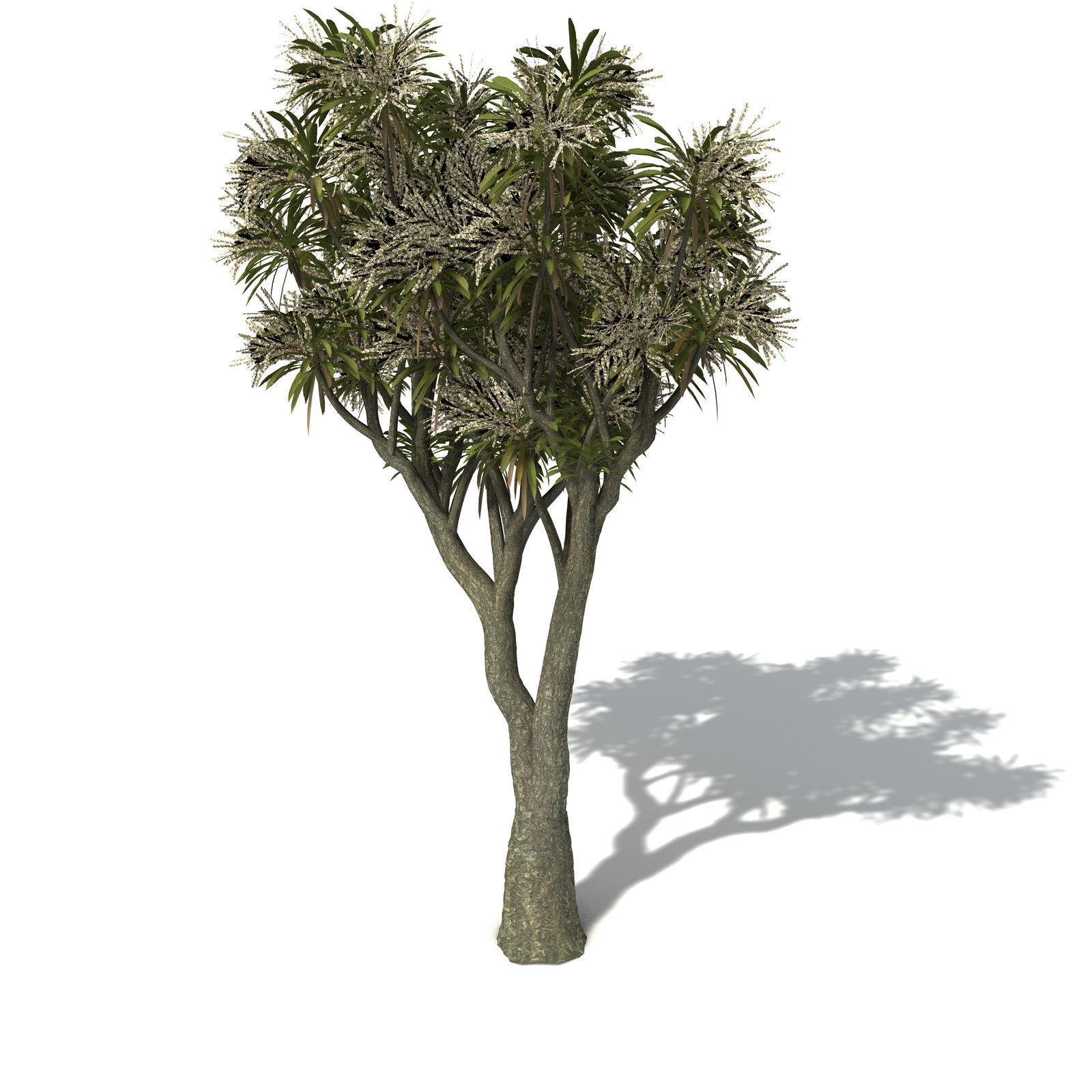 XfrogPlants New Zealand Cabbage Tree 3D model_2