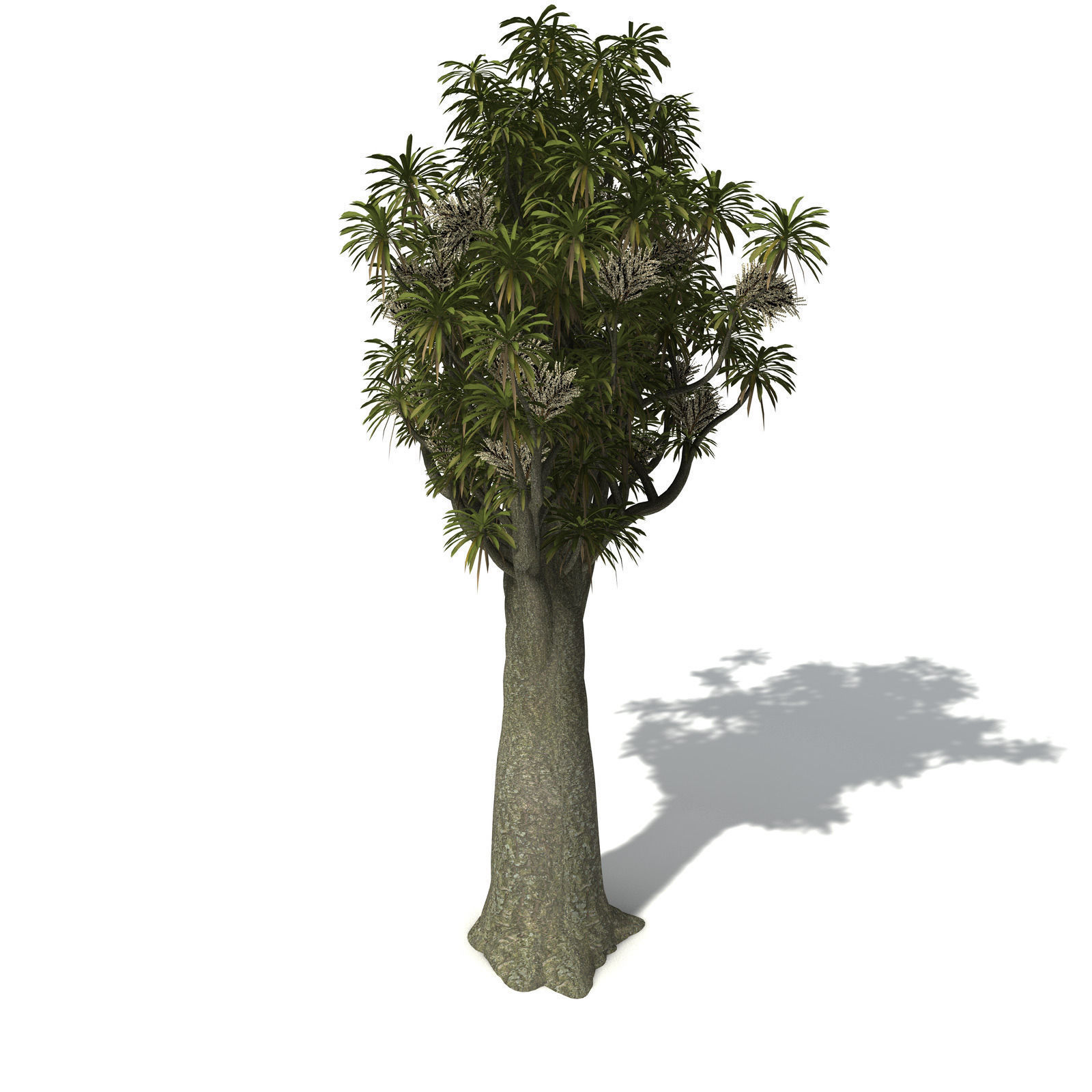 XfrogPlants New Zealand Cabbage Tree 3D model_5