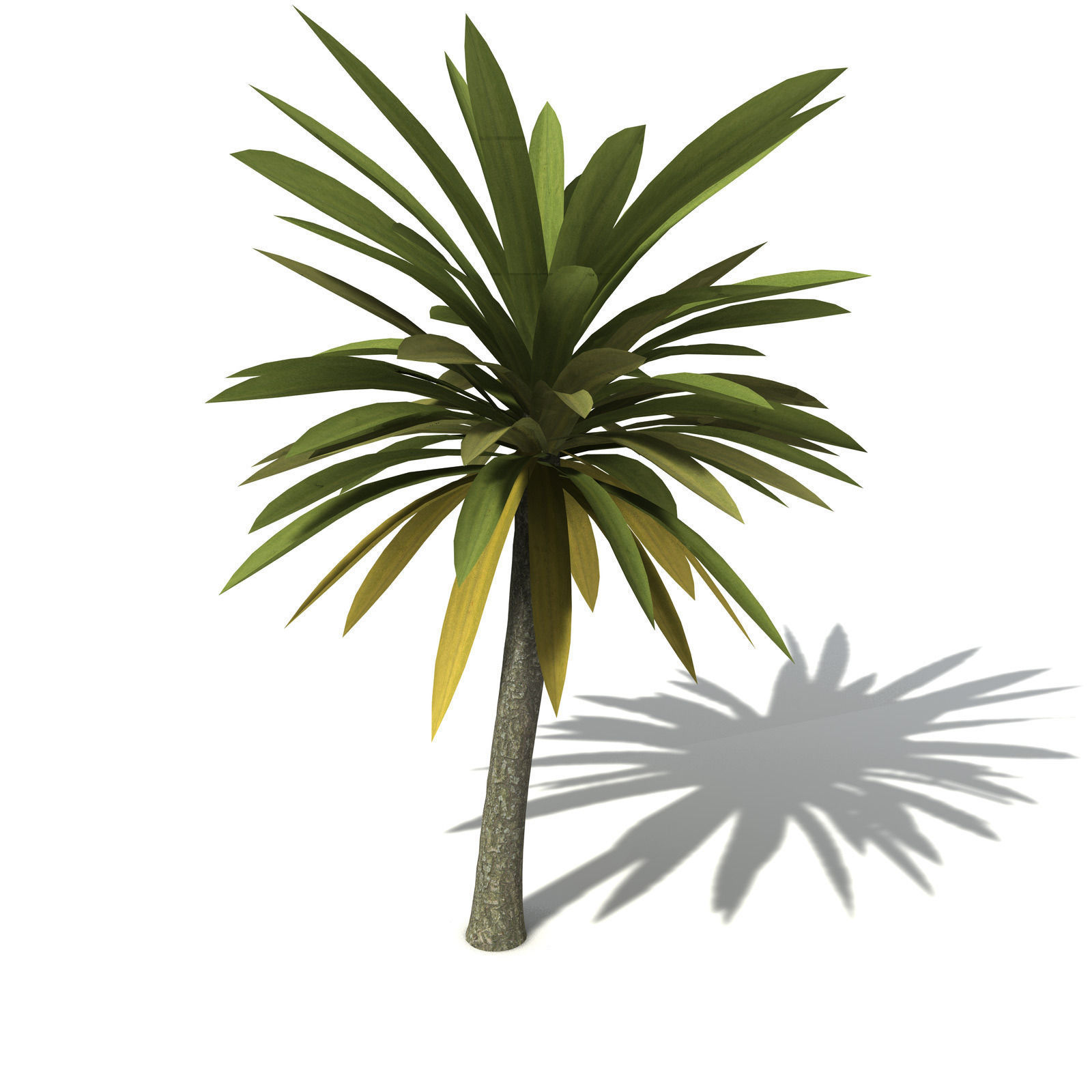 XfrogPlants New Zealand Cabbage Tree 3D model_7