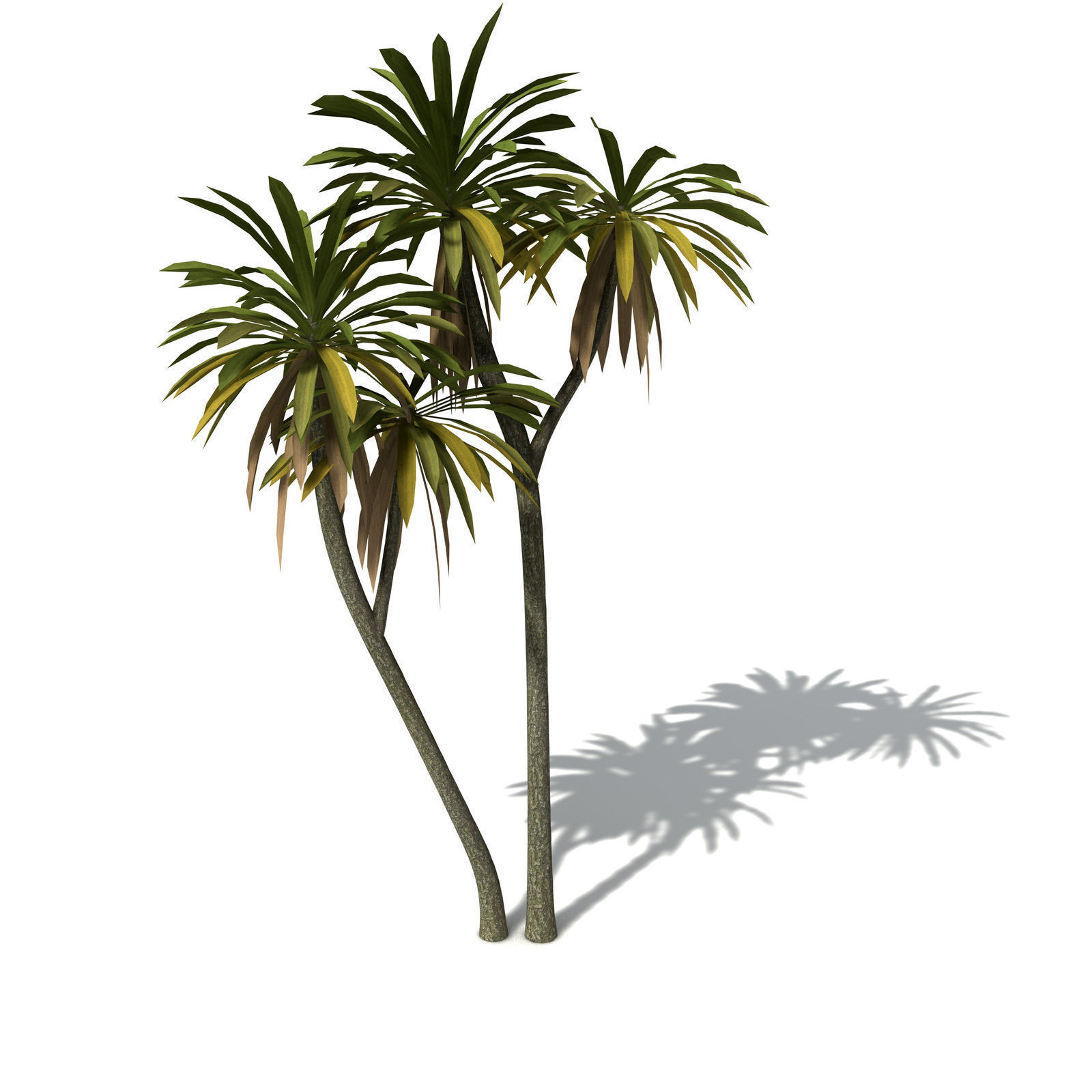 XfrogPlants New Zealand Cabbage Tree 3D model_6
