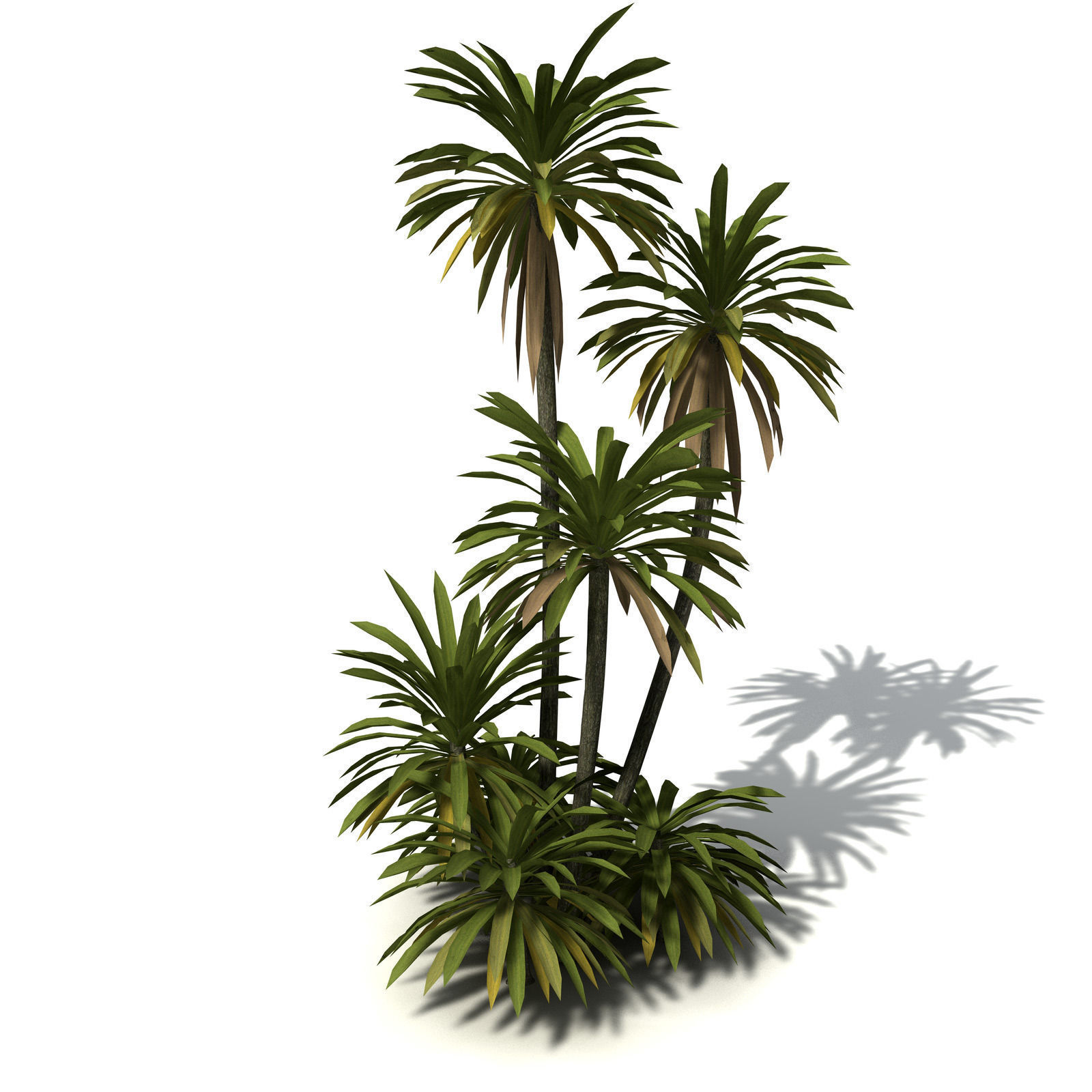 XfrogPlants New Zealand Cabbage Tree 3D model_8